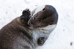 common otter