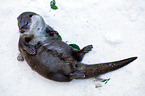 common otter