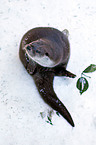 common otter