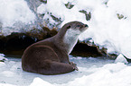 common otter