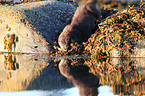 common otter