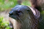 common otter