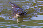 common otter