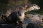 common otter