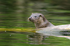 common otter