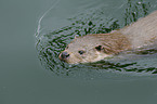 common otter