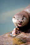 common otter