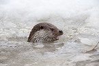 common otter