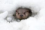 common otter