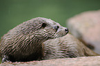 common otter