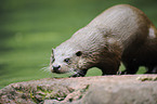 common otter