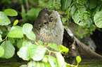 common otter