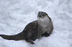 common otter