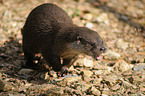 common otter