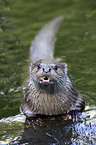 common otter