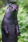 common otter