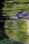 common otter