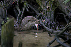 Eurasian otter