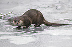 common otter