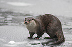 common otter