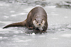 common otter