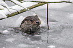 common otter