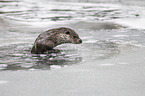 common otter