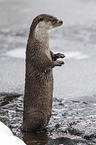 common otter