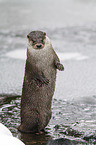 common otter