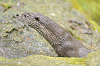 common otter