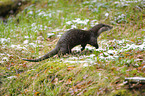 common otter