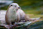 common otter