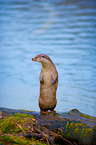 common otter