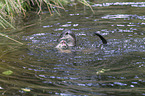 common otter