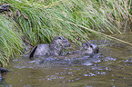 common otter