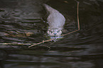 common otter