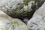 common otter