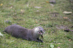 common otter