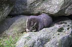 common otter