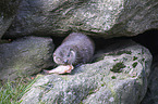 common otter