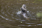 common otter