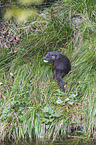 common otter