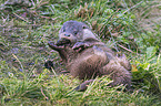 common otter