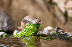 common otter