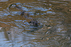 swimming European Otter