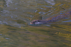 swimming European Otter