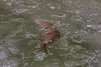 plunging European Otter