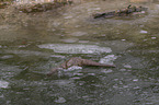 plunging European Otter