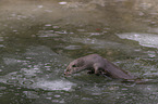 European Otter