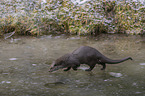 walking European Otter